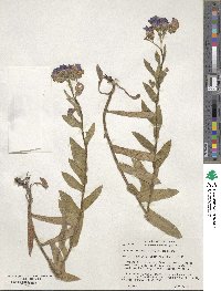 Lindelofia longiflora image