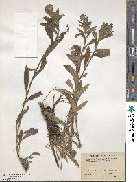 Lindelofia longiflora image