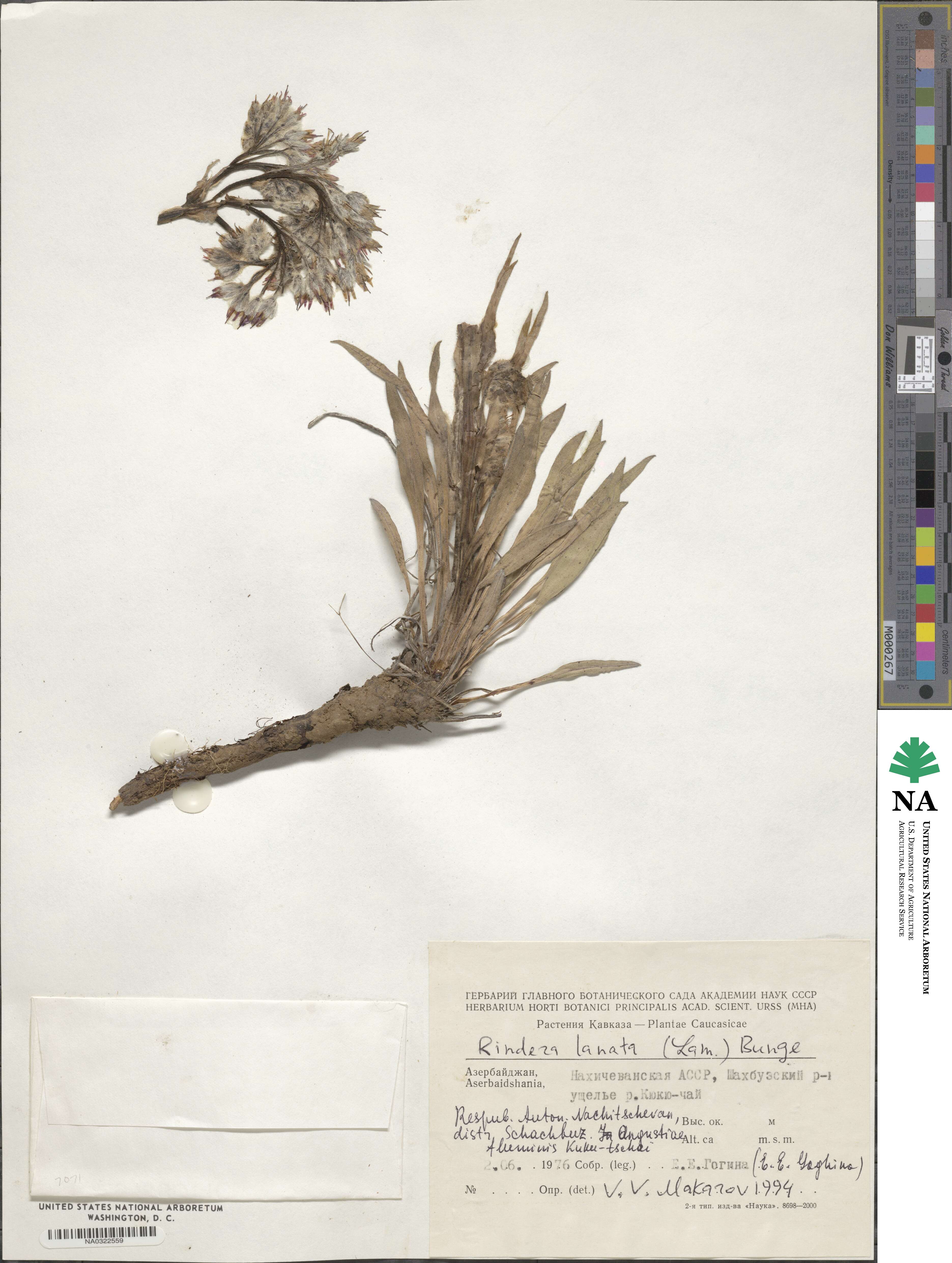 Rindera lanata image