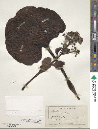 Image of Myosotidium hortensia