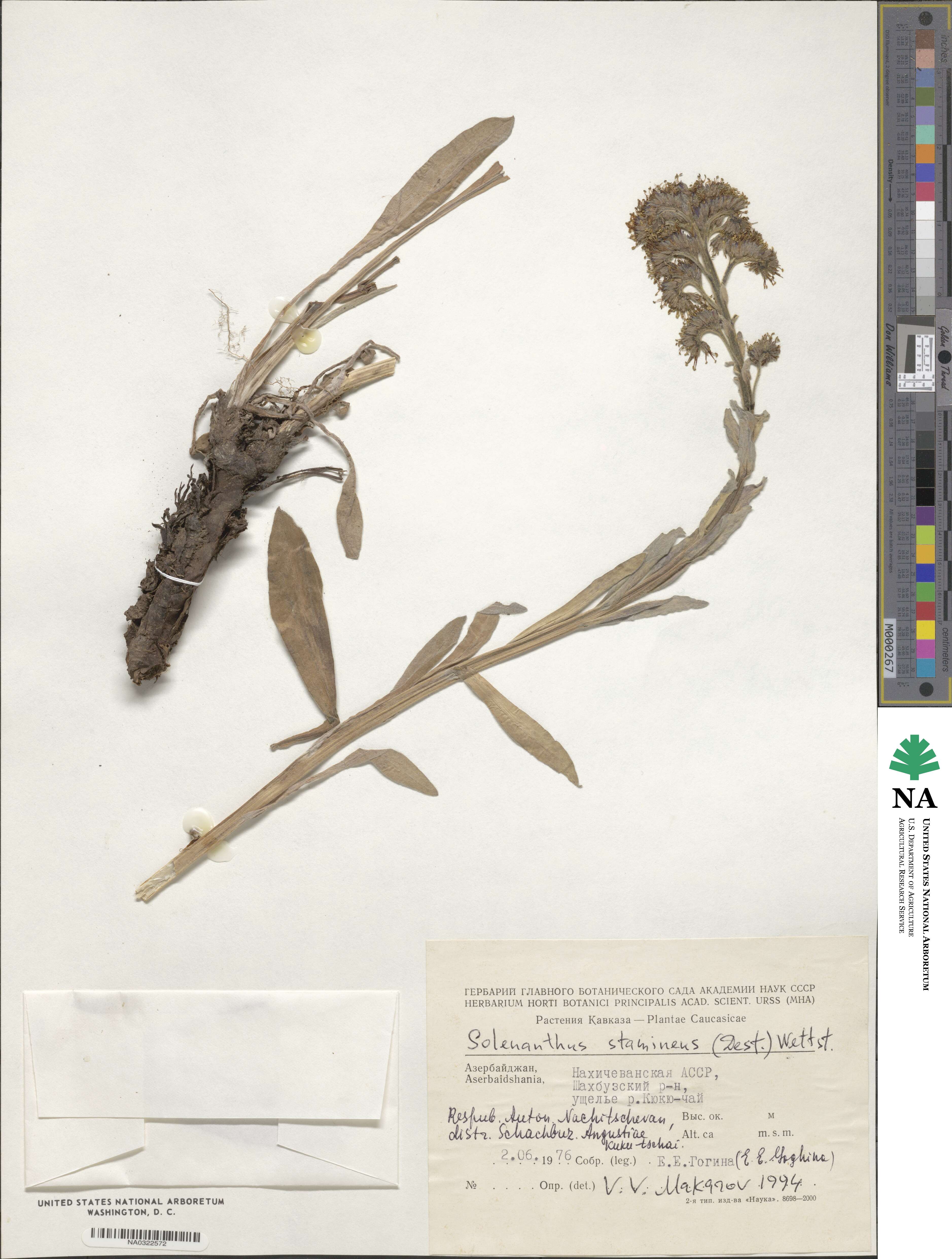 Solenanthus stamineus image
