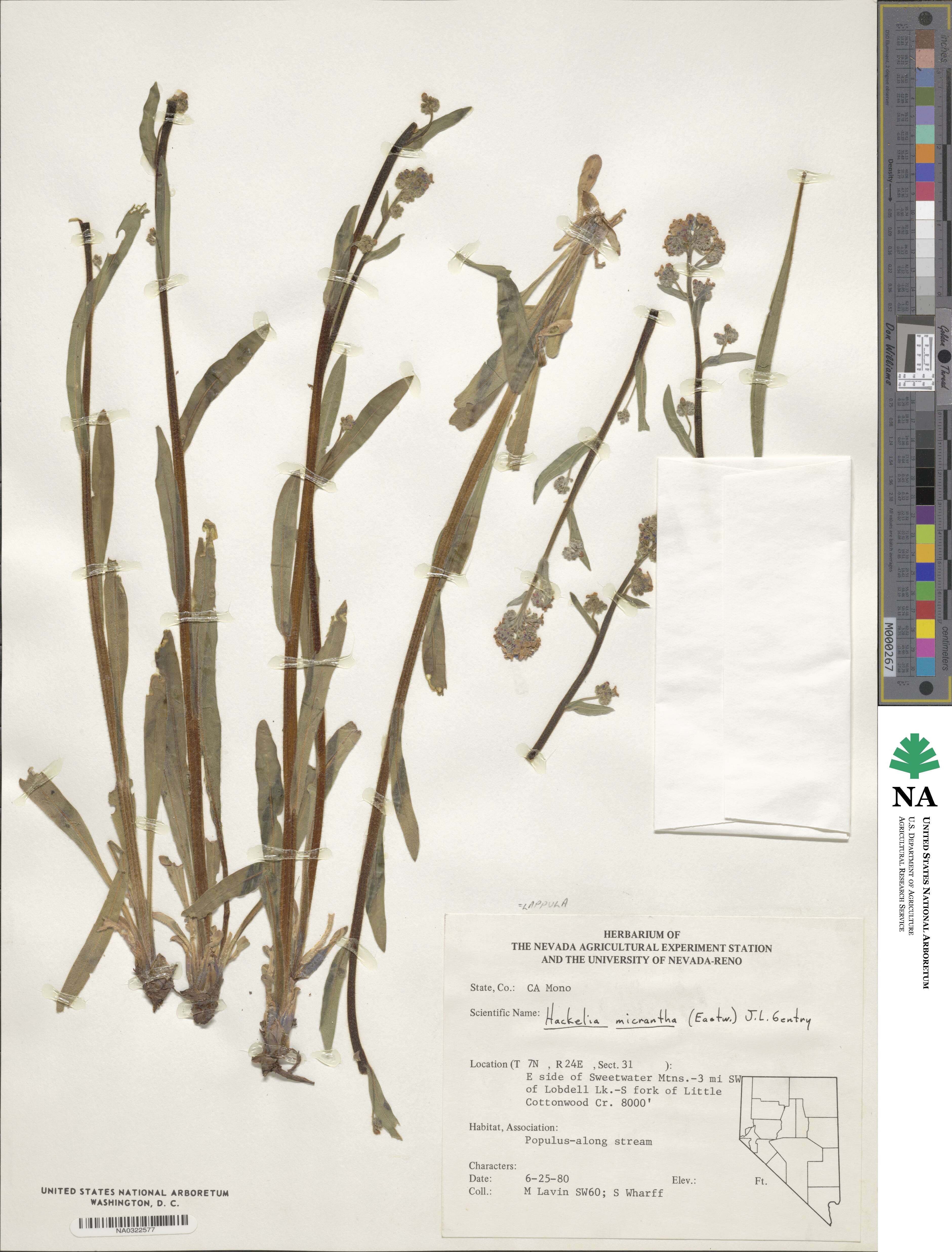 Hackelia micrantha image