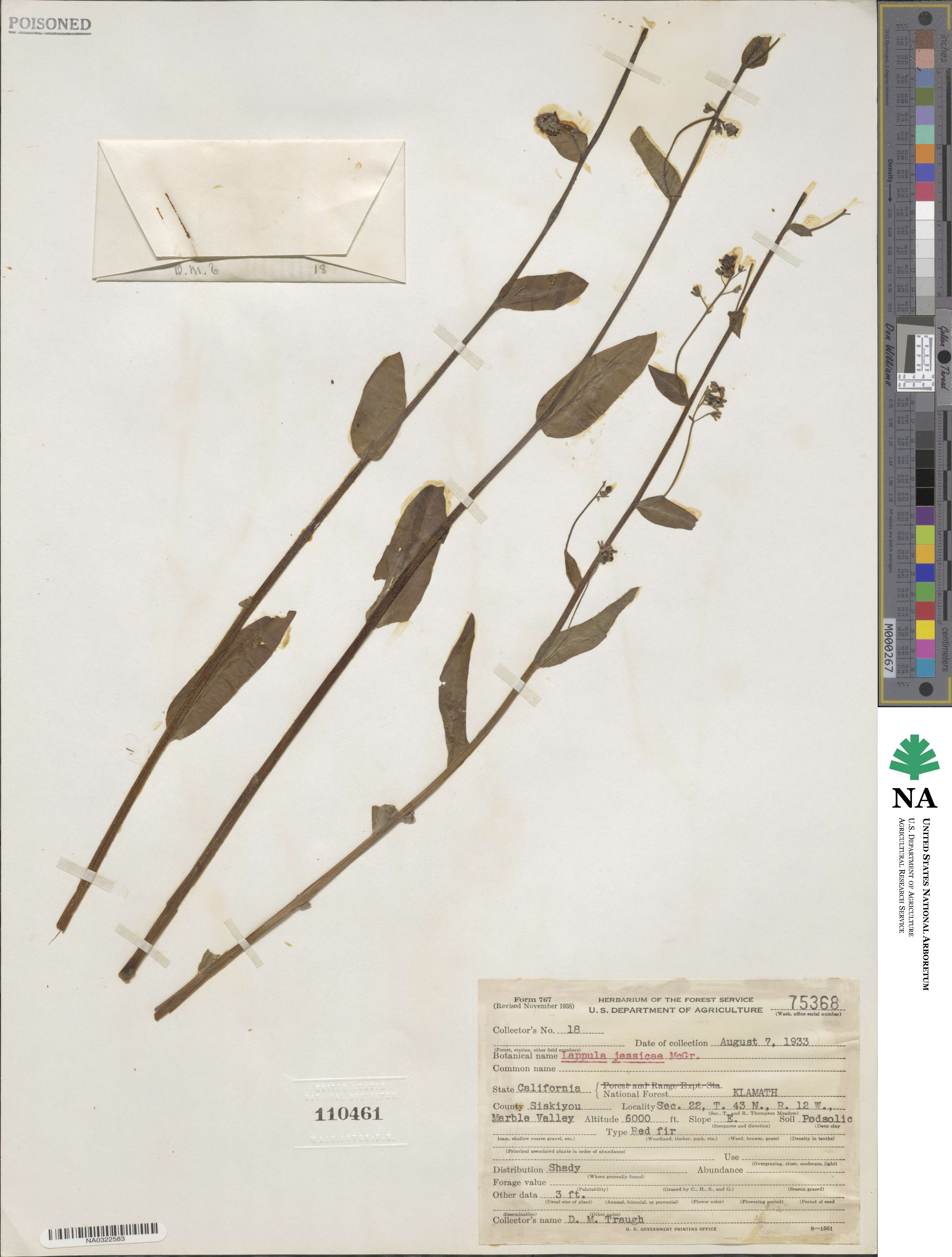 Hackelia micrantha image