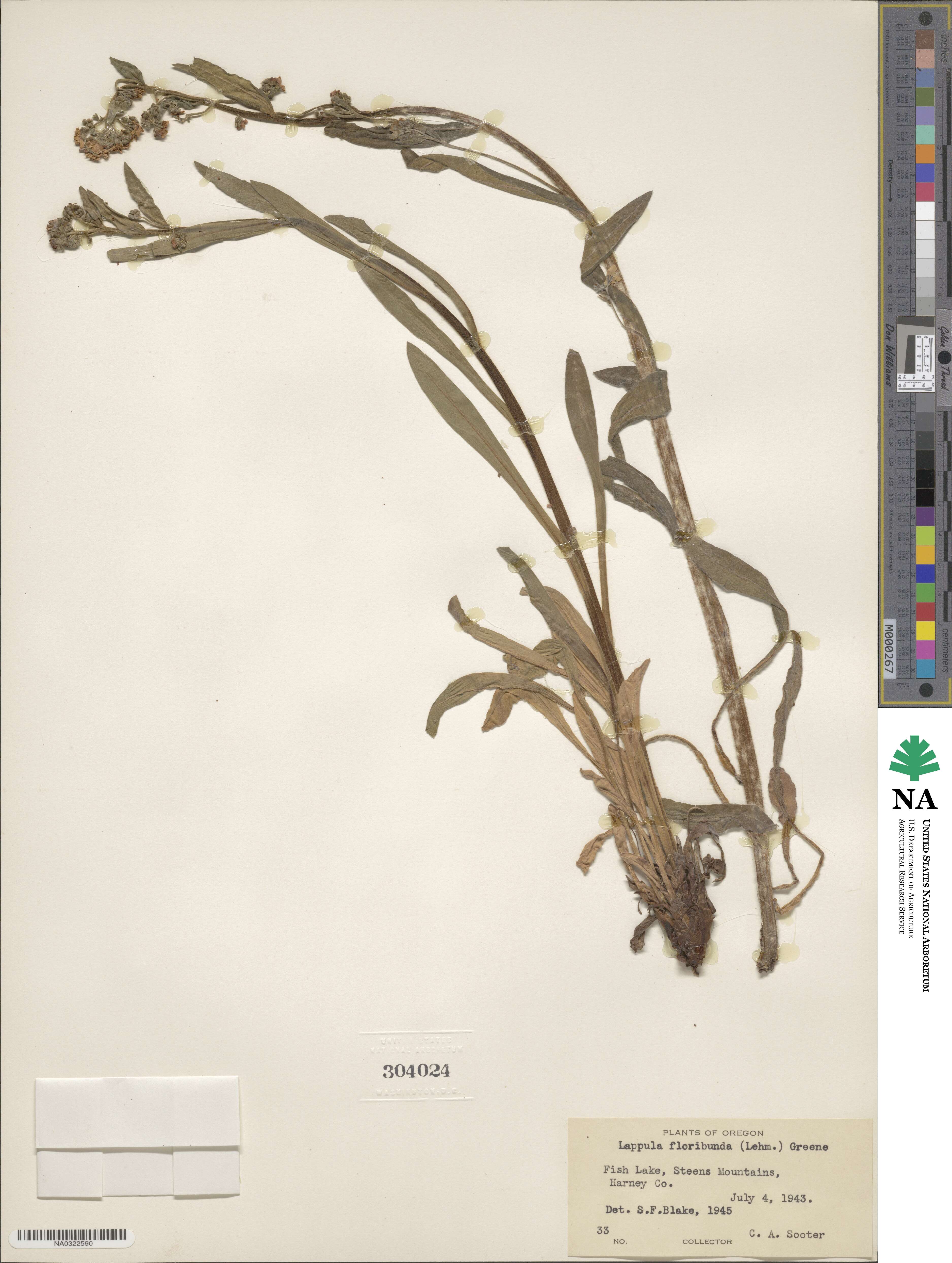 Hackelia floribunda image