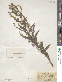 Hackelia floribunda image