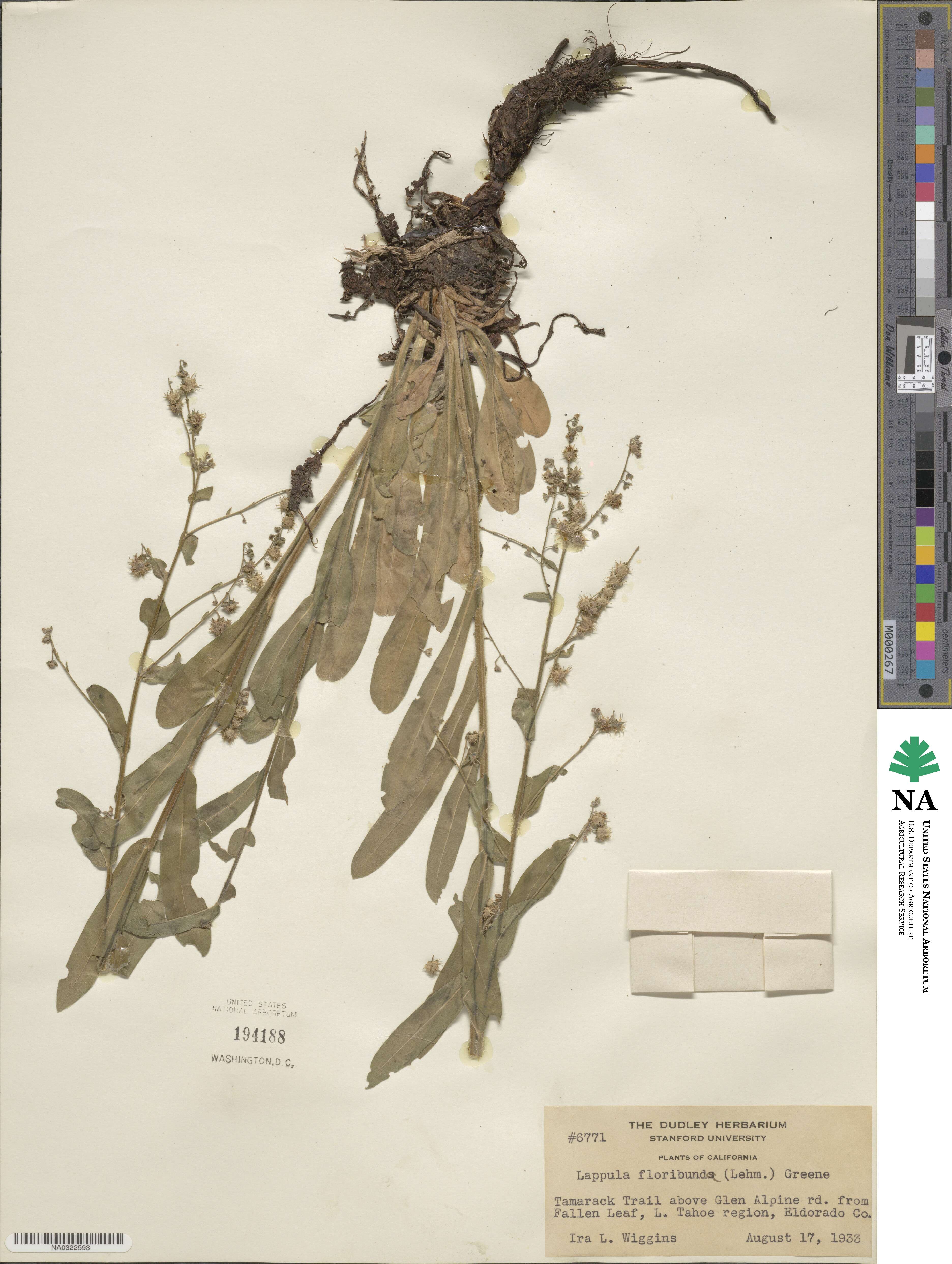 Hackelia floribunda image