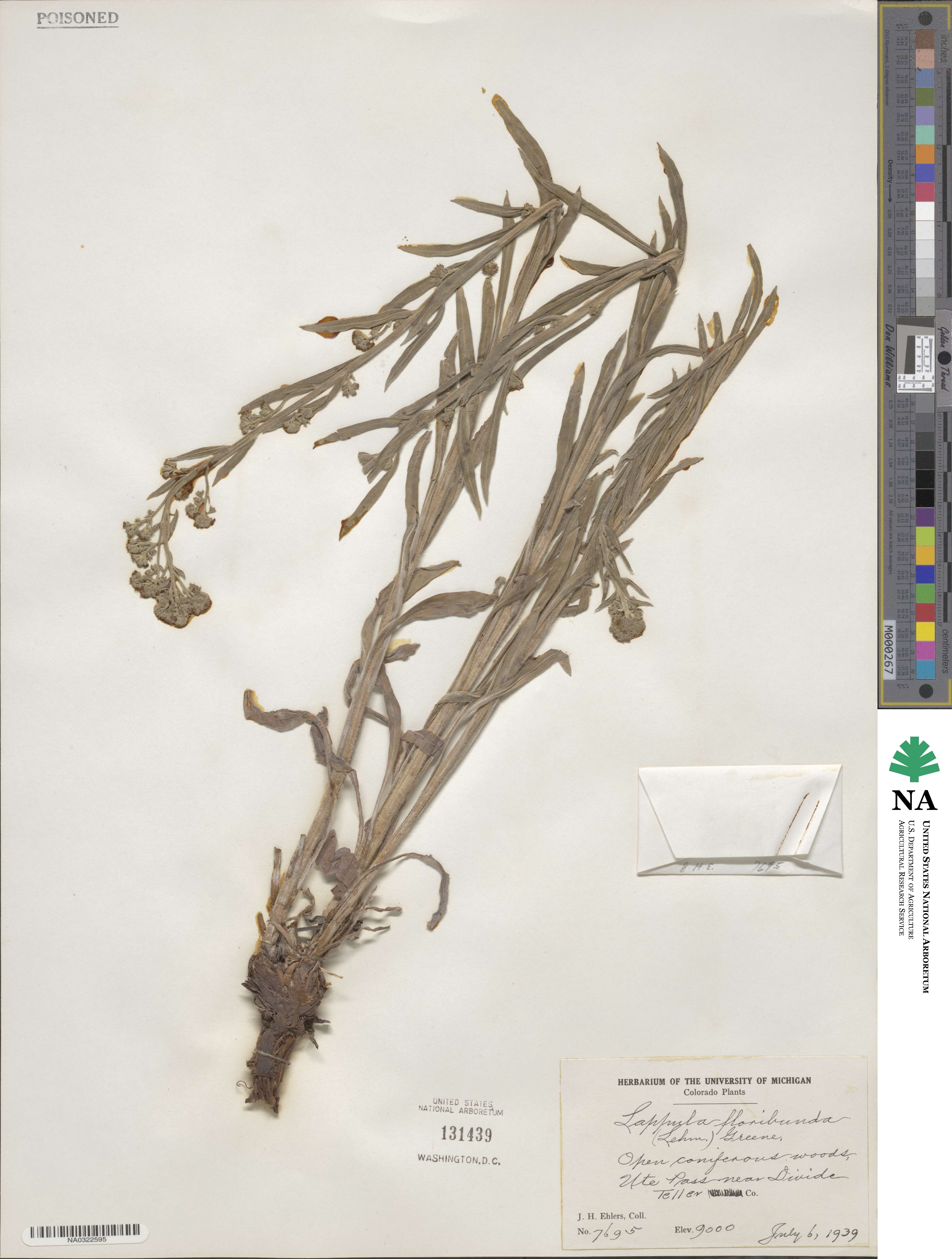 Hackelia floribunda image