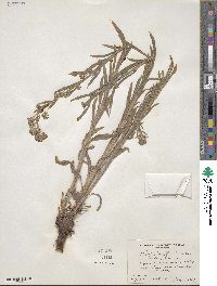 Hackelia floribunda image