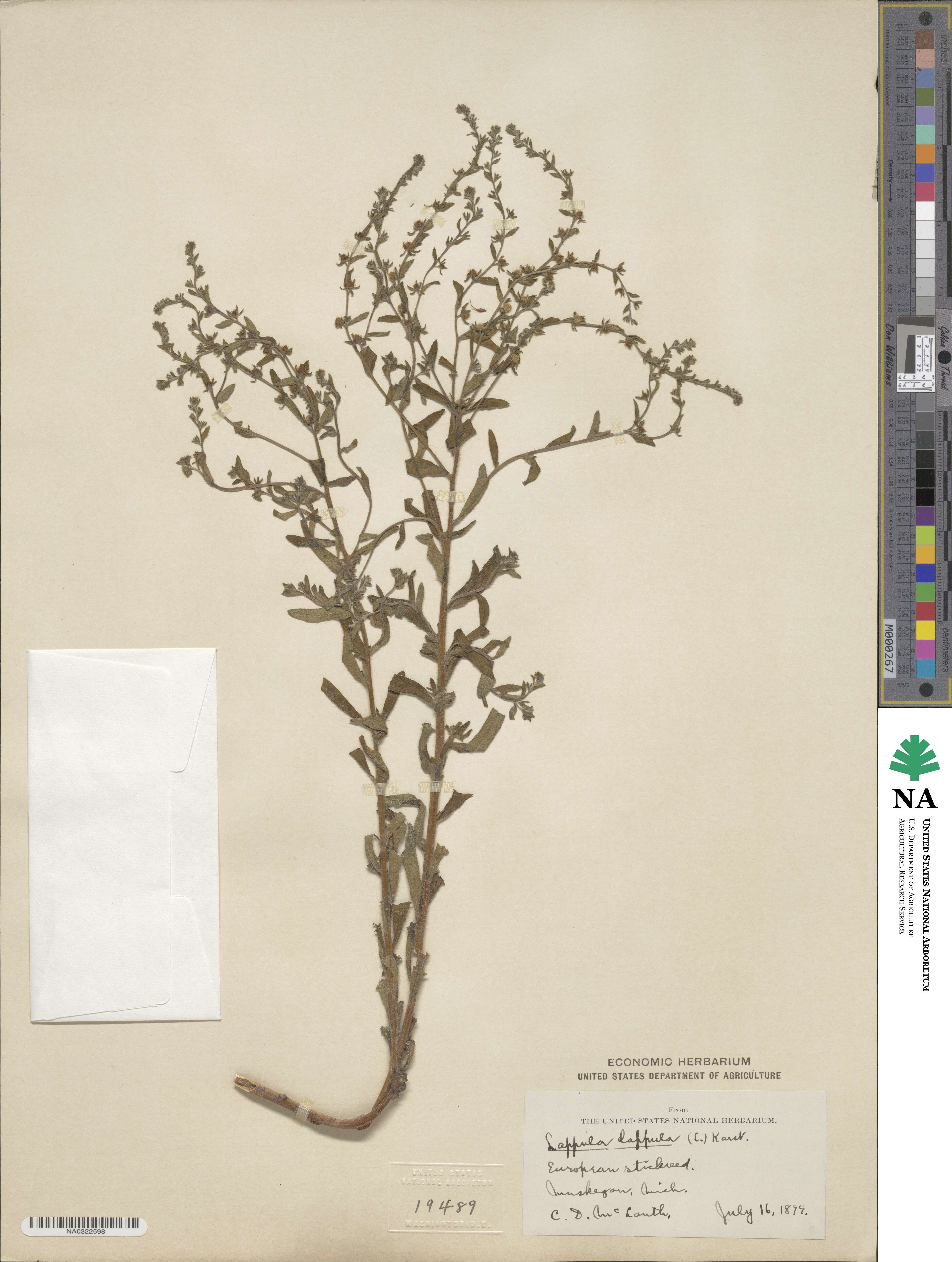 Hackelia floribunda image
