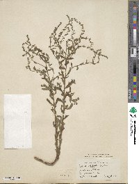 Hackelia floribunda image