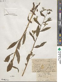 Hackelia deflexa subsp. americana image