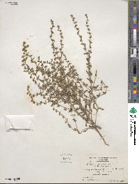 Lappula occidentalis image