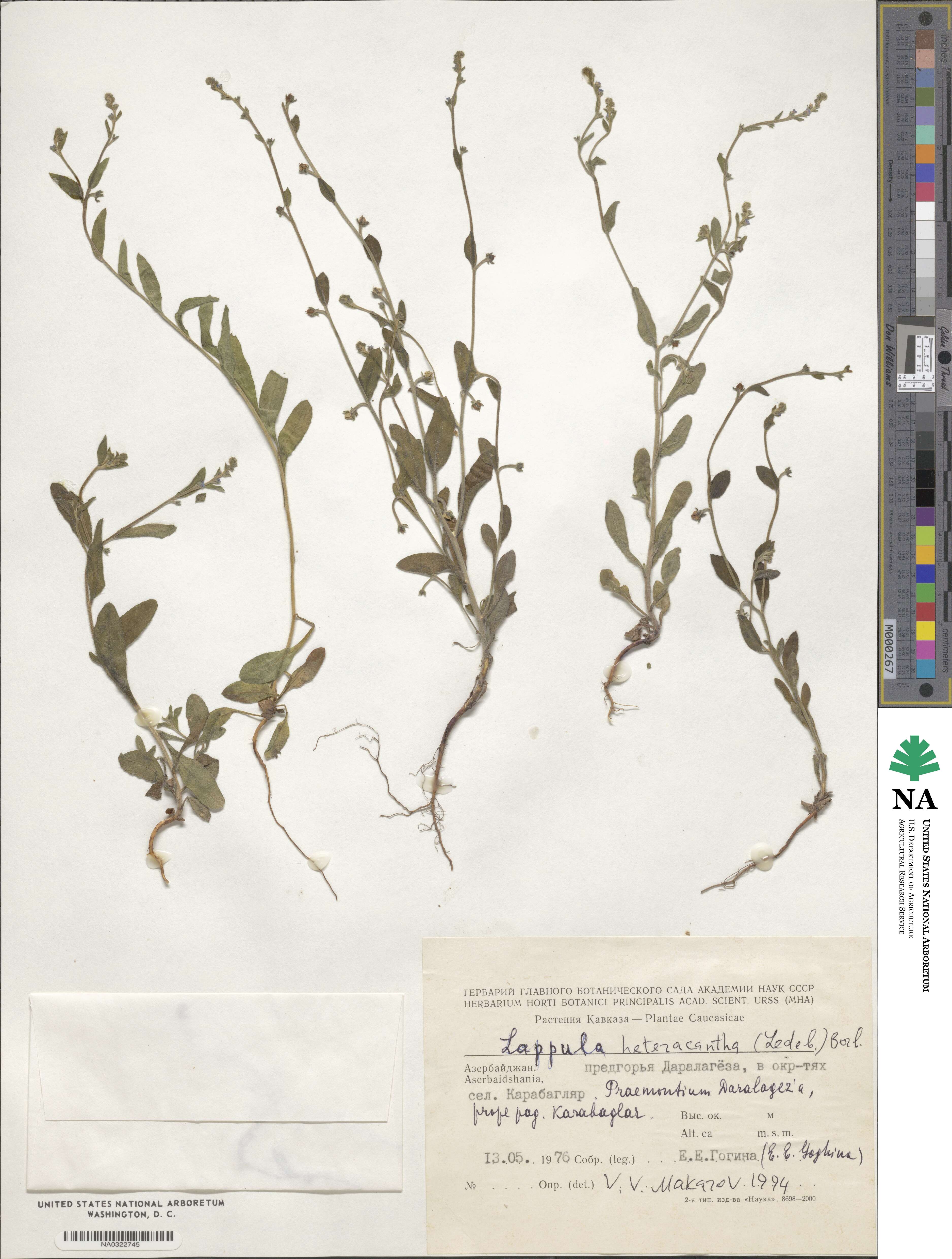 Lappula heteracantha image