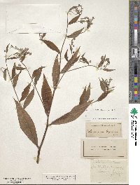 Hackelia virginiana image