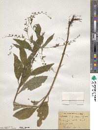 Hackelia virginiana image