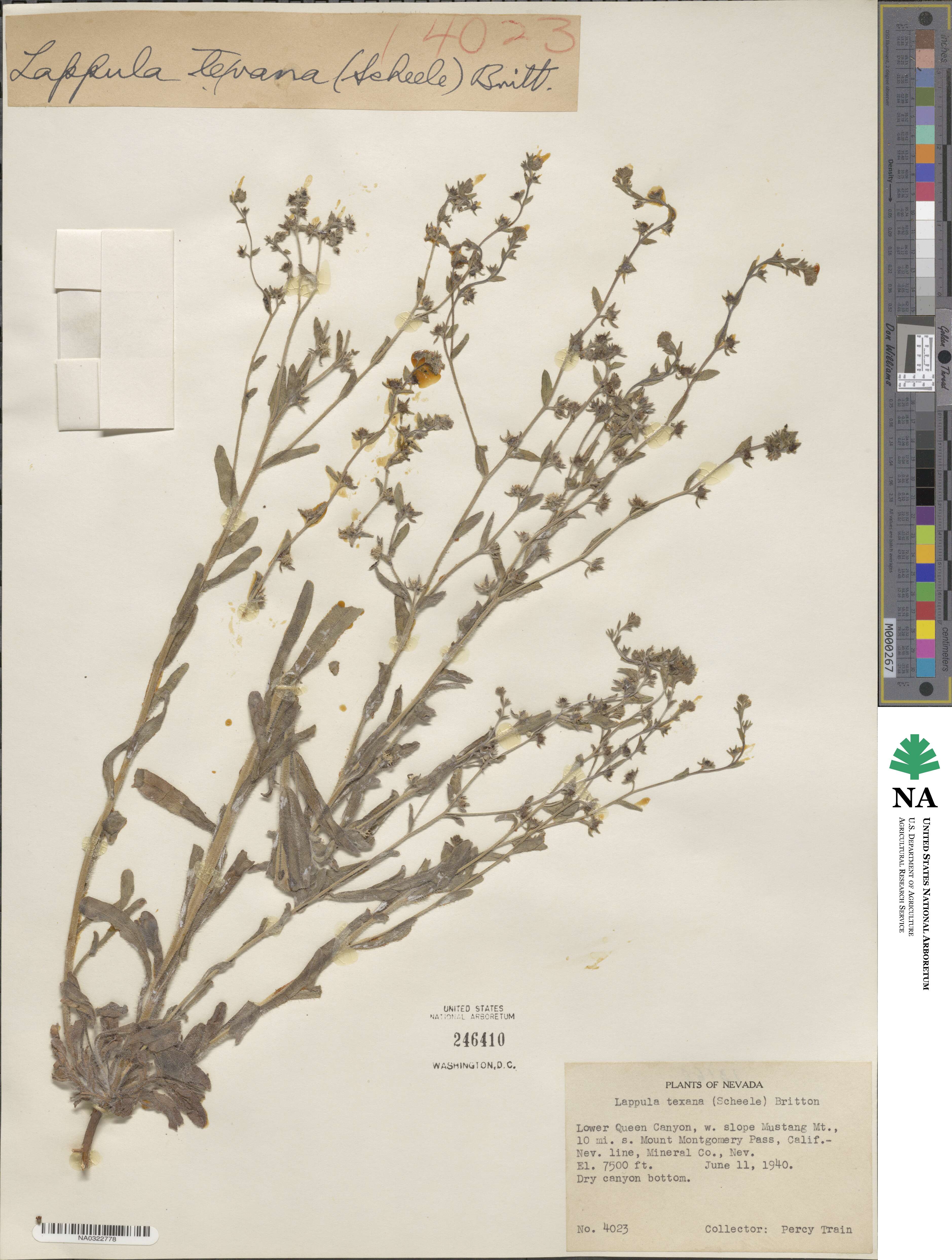 Lappula occidentalis var. cupulata image