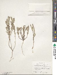 Lappula occidentalis var. cupulata image