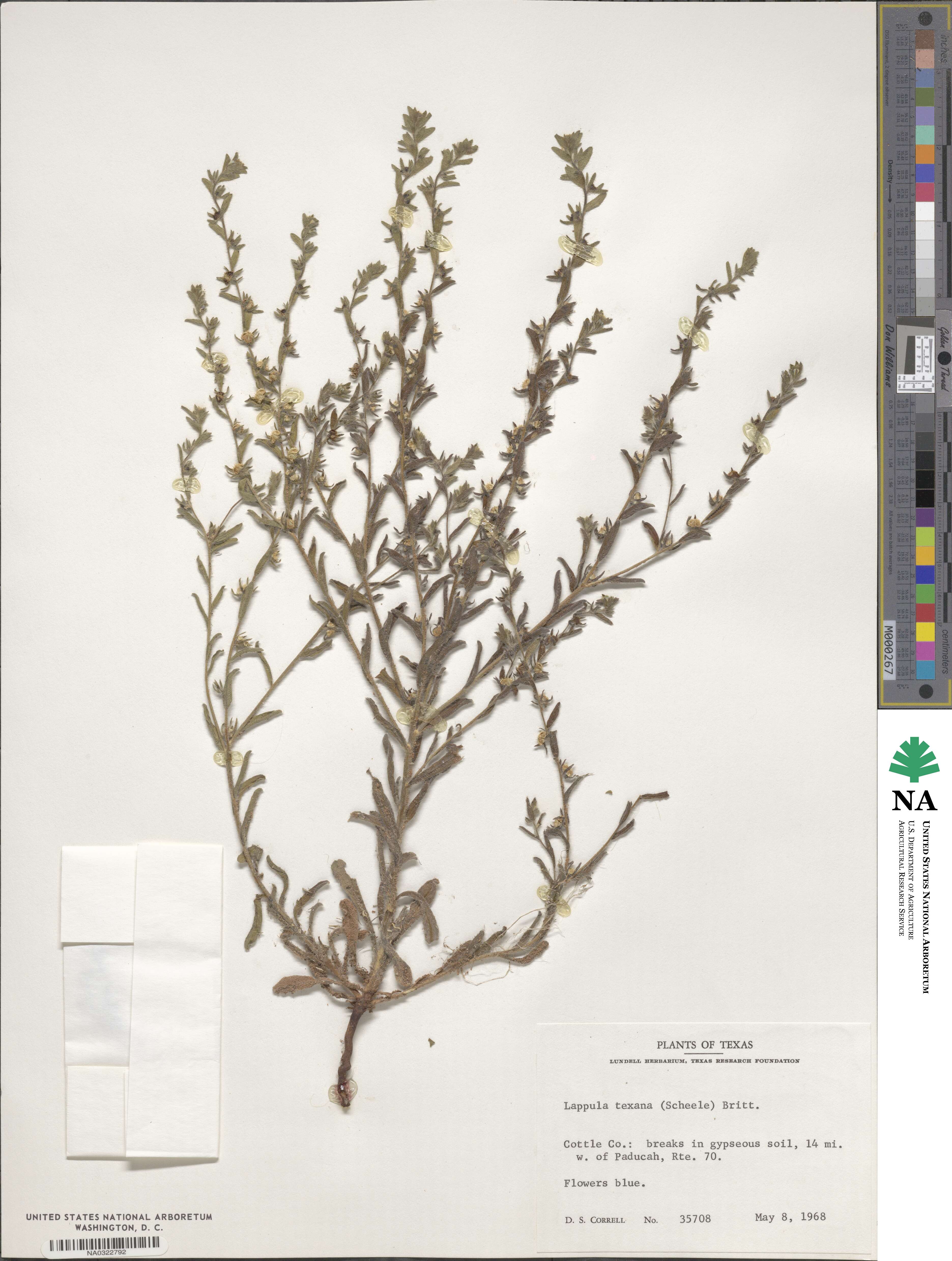 Lappula occidentalis image