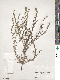 Lappula occidentalis var. cupulata image