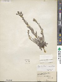 Lappula occidentalis var. cupulata image