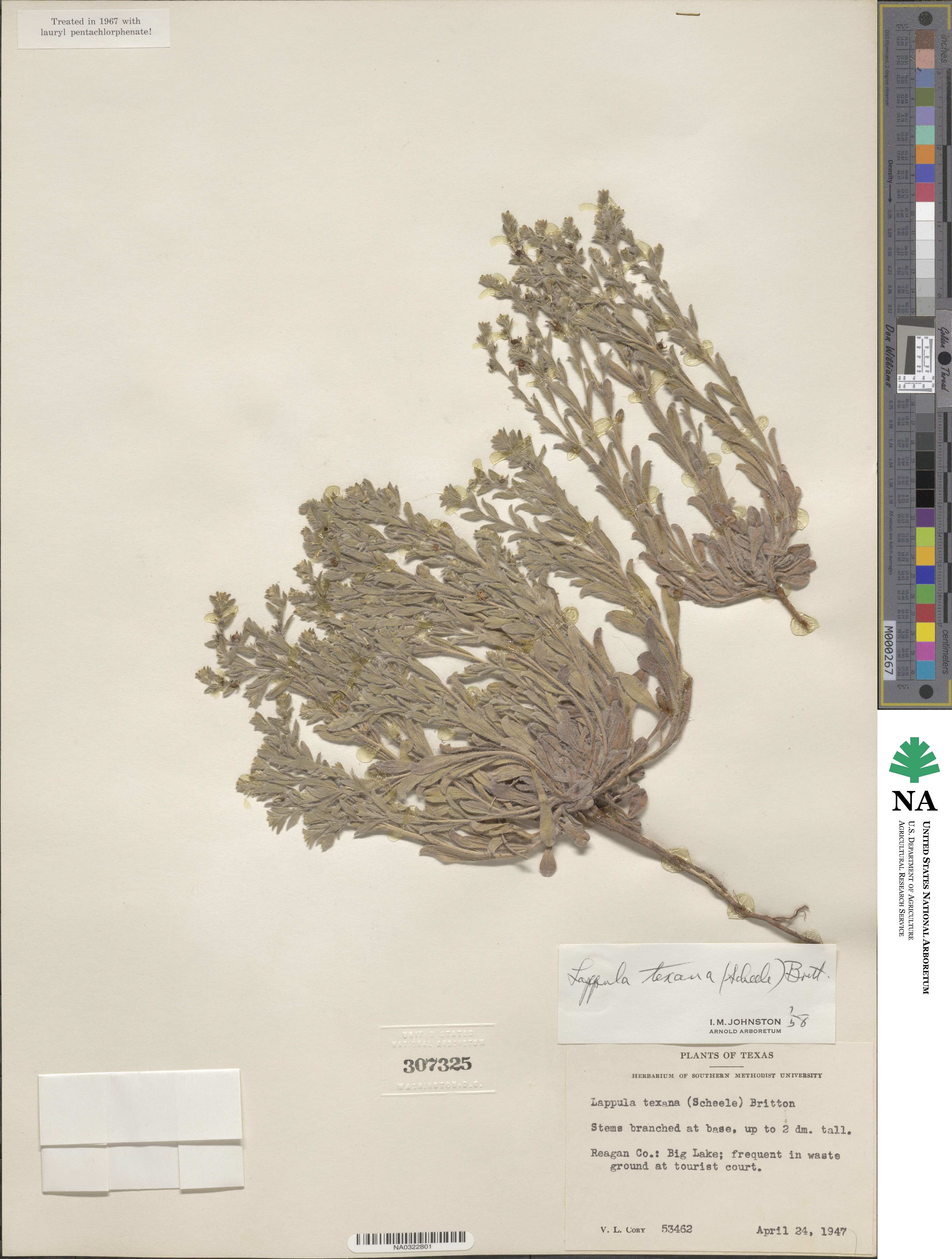 Lappula occidentalis var. cupulata image