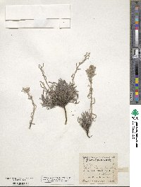 Oreocarya virgata image