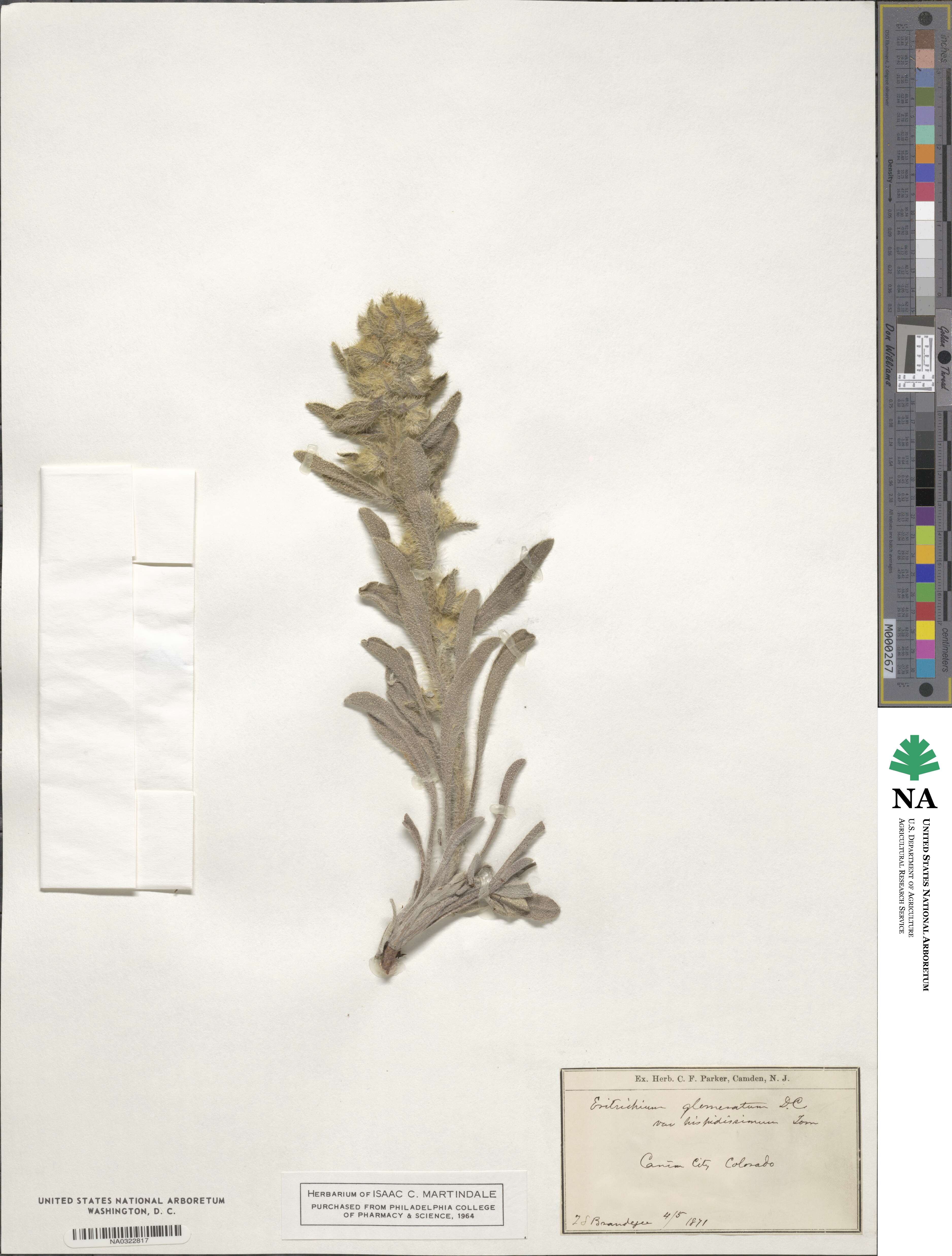 Oreocarya virgata image