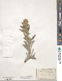 Oreocarya virgata image