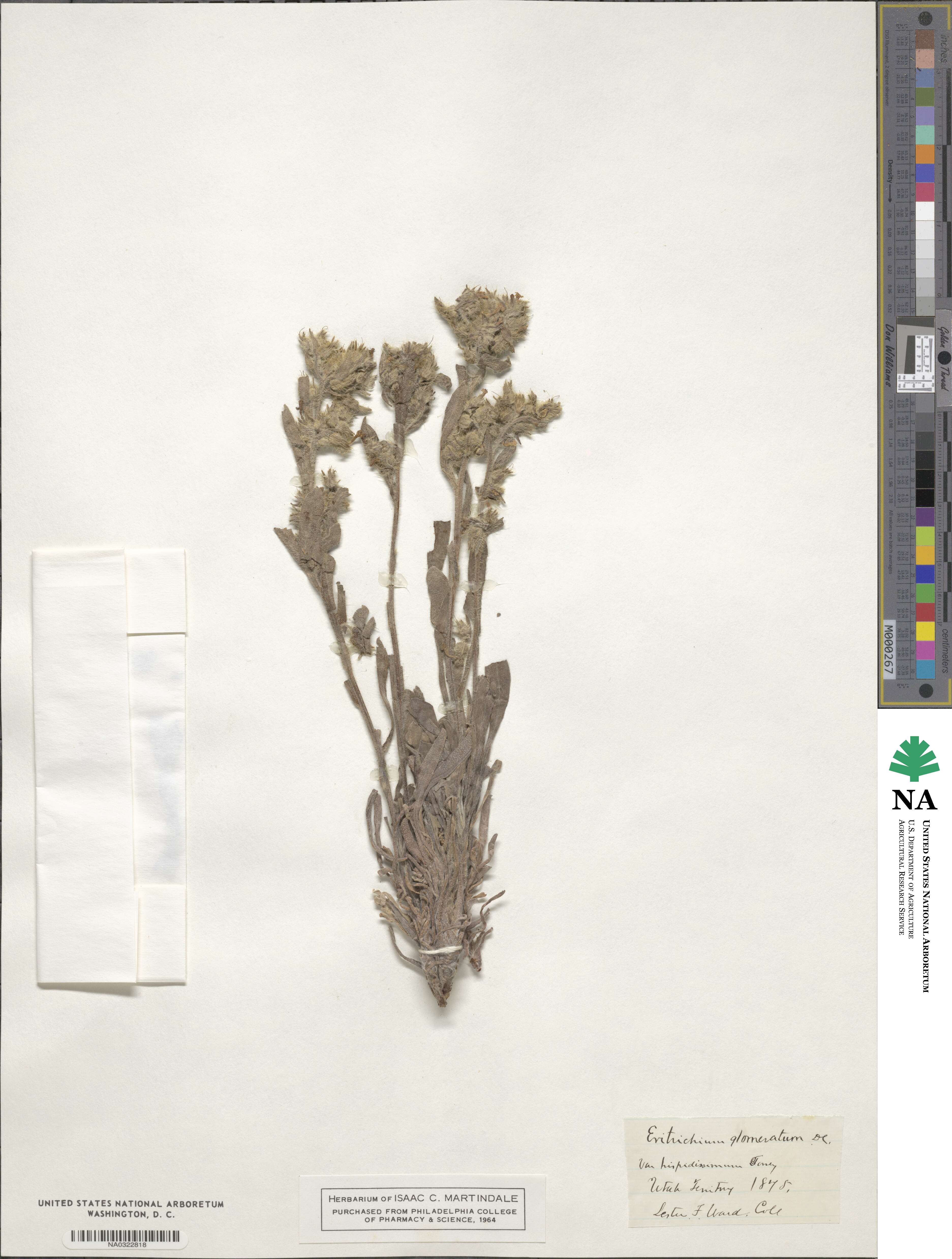 Oreocarya virgata image