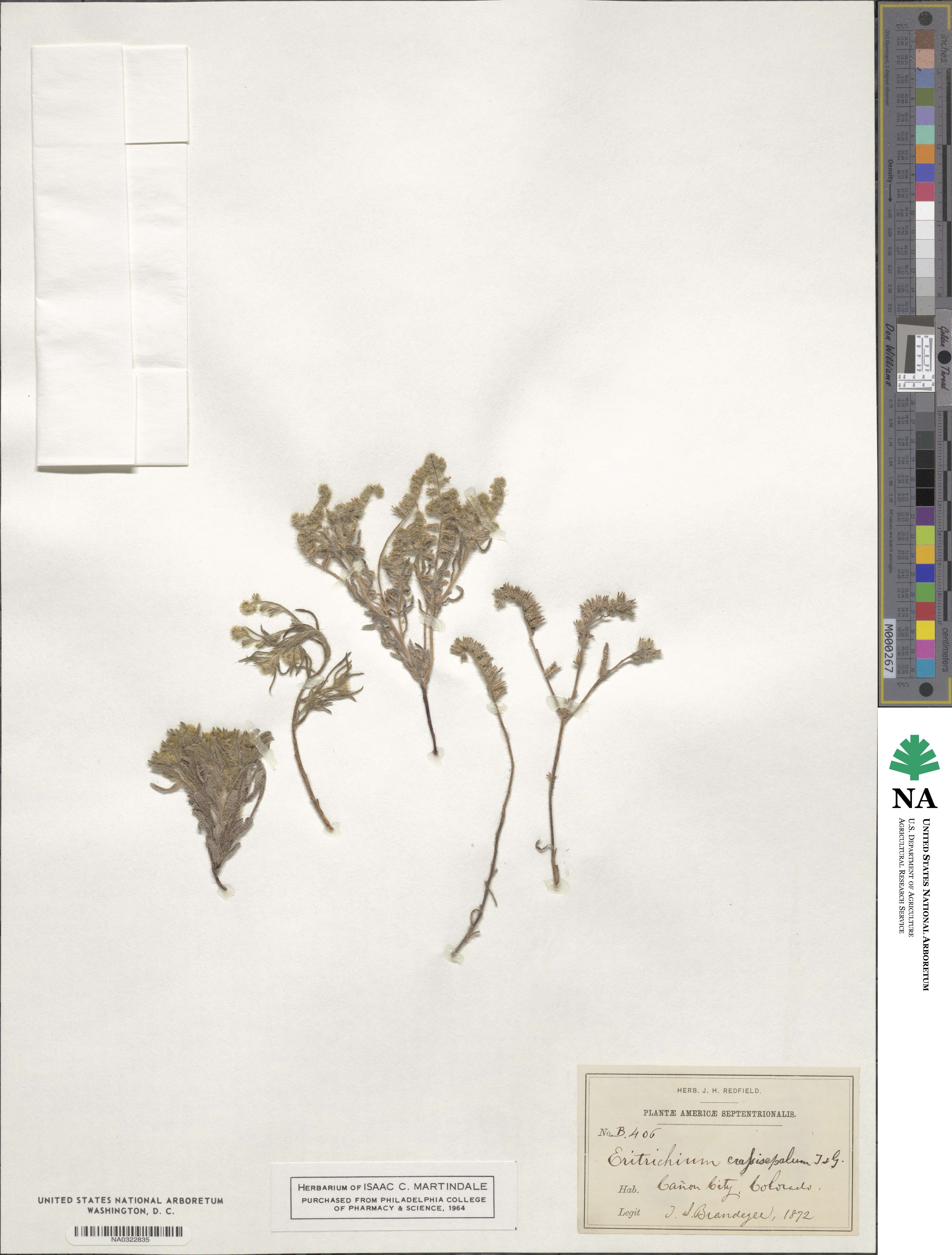 Cryptantha crassisepala image