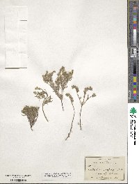 Cryptantha crassisepala image