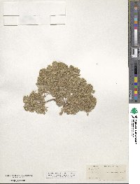 Greeneocharis circumscissa image