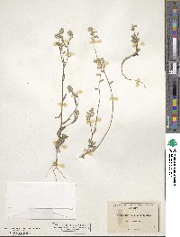 Cryptantha barbigera image