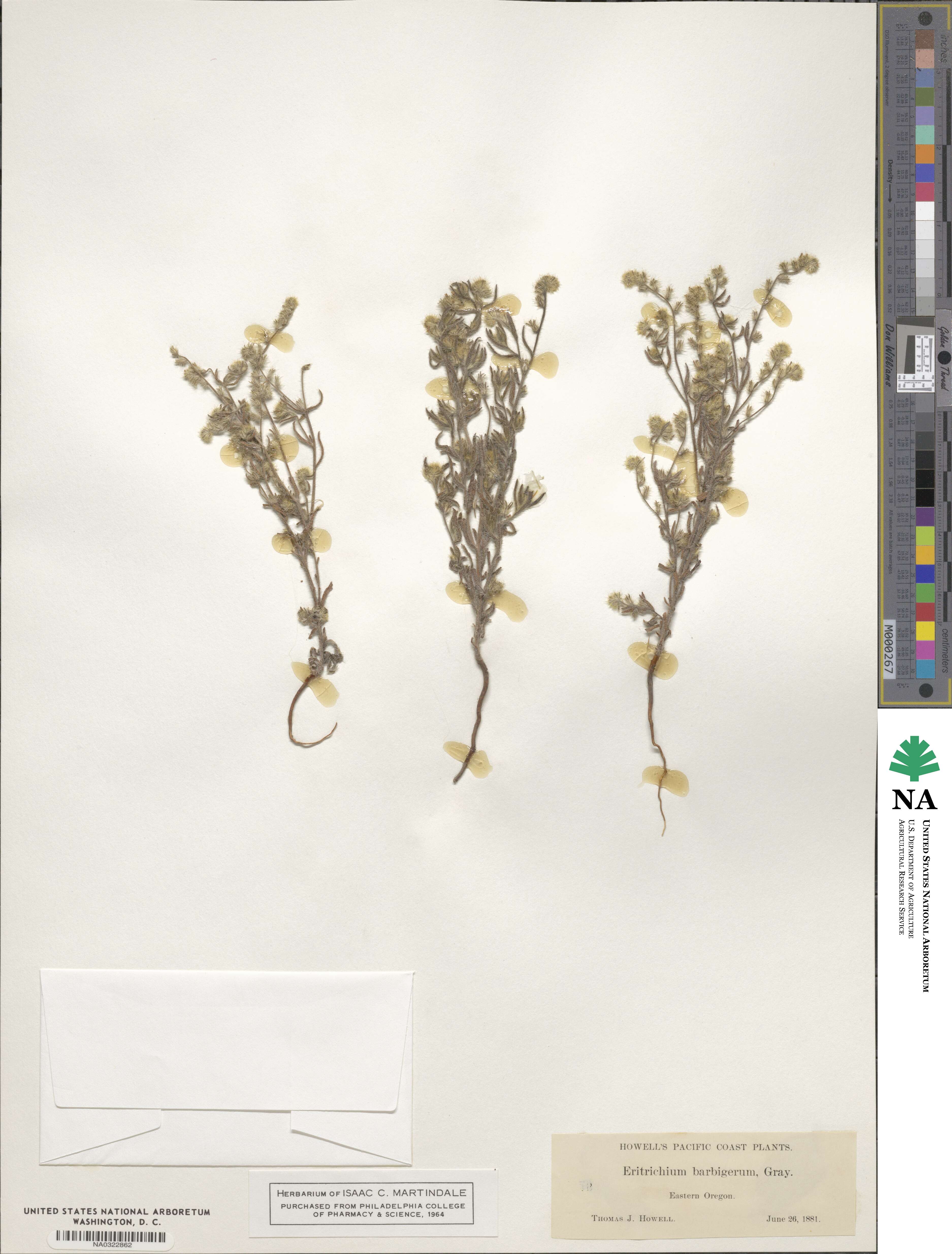 Cryptantha barbigera image