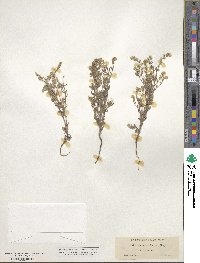 Cryptantha barbigera image