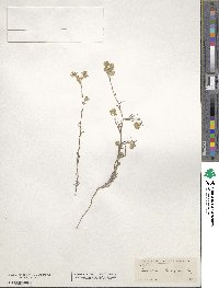 Cryptantha barbigera image