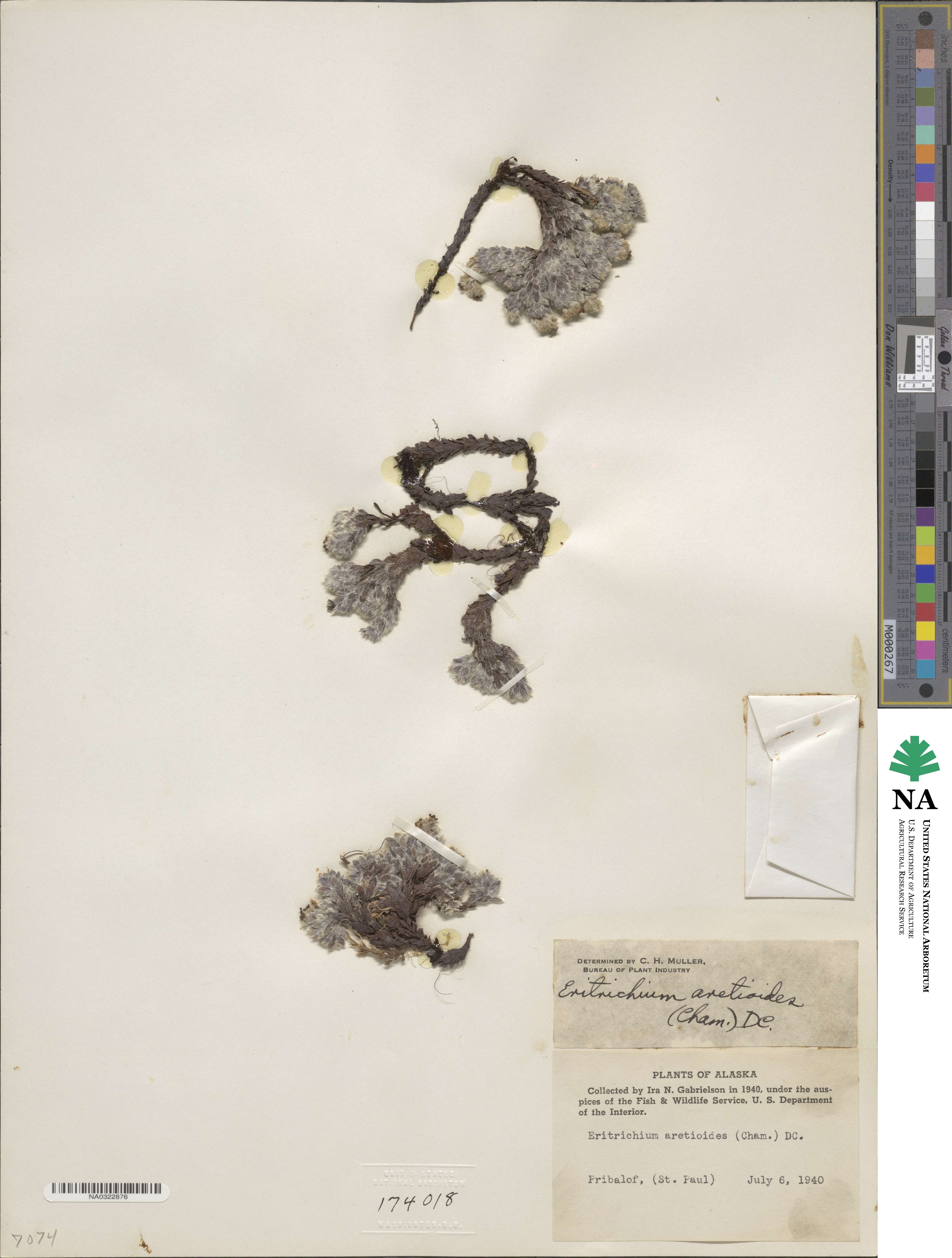 Eritrichium nanum var. aretioides image
