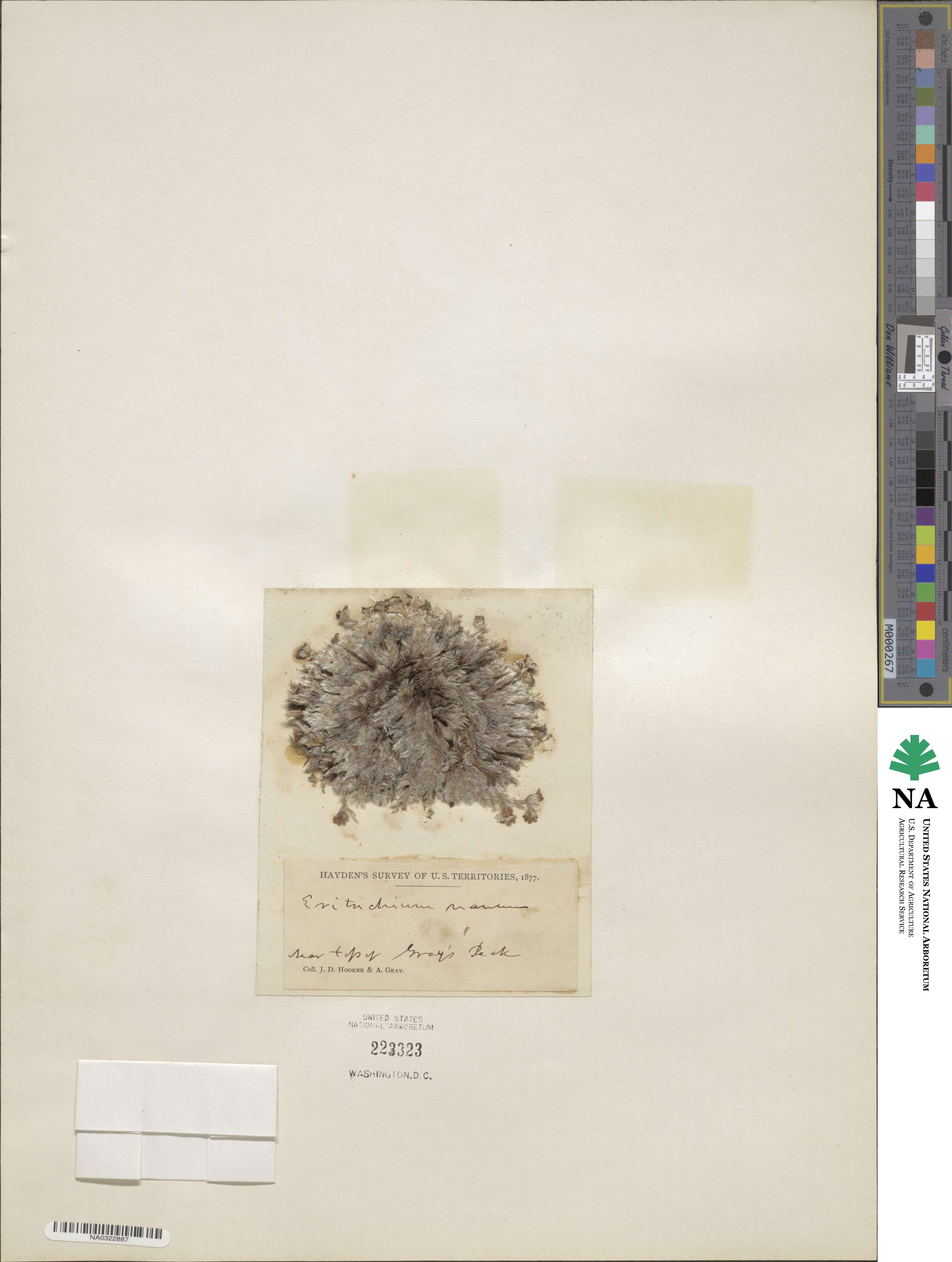 Eritrichium nanum image