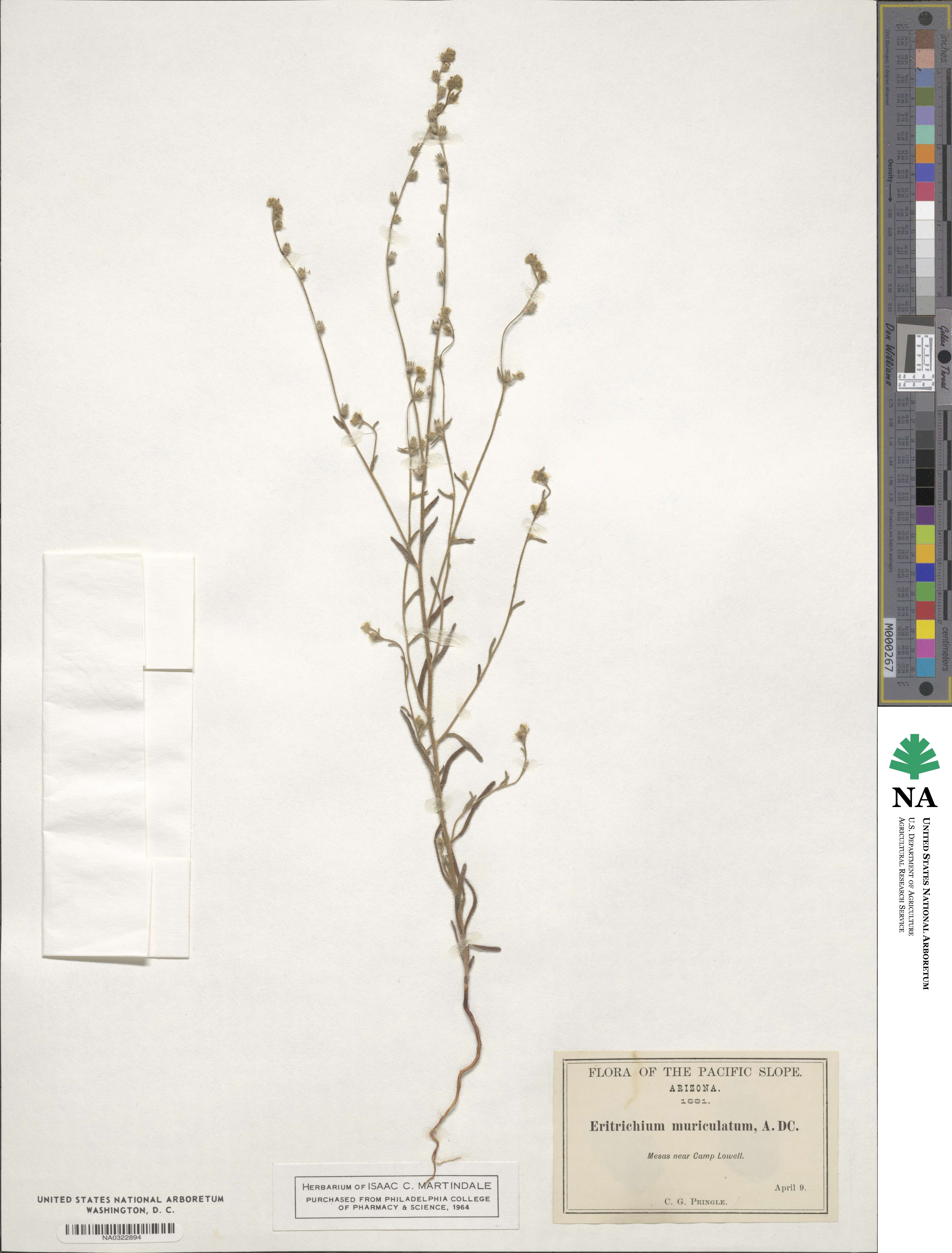 Eritrichium muriculatum image