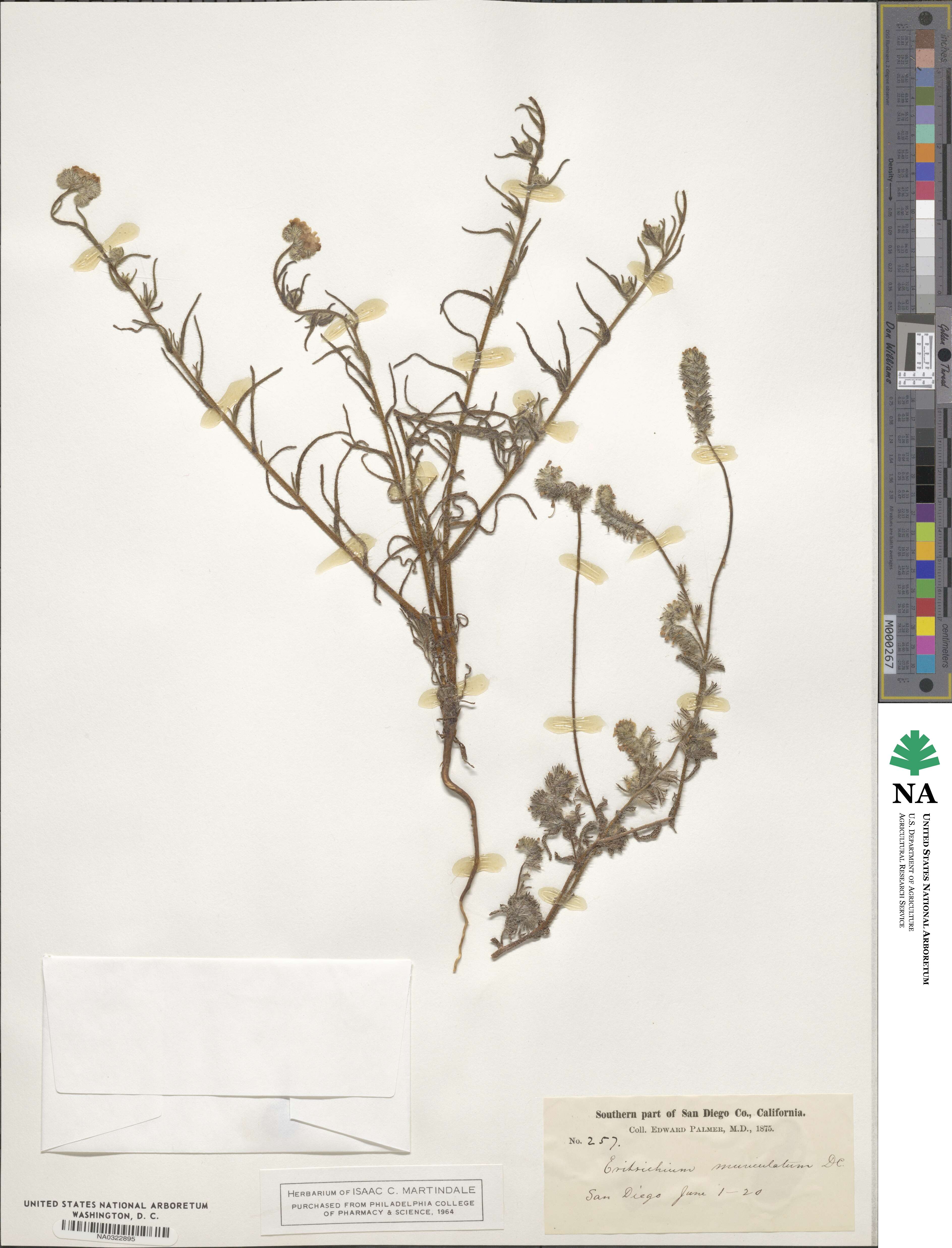 Eritrichium muriculatum image