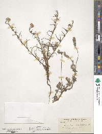 Eritrichium muriculatum image