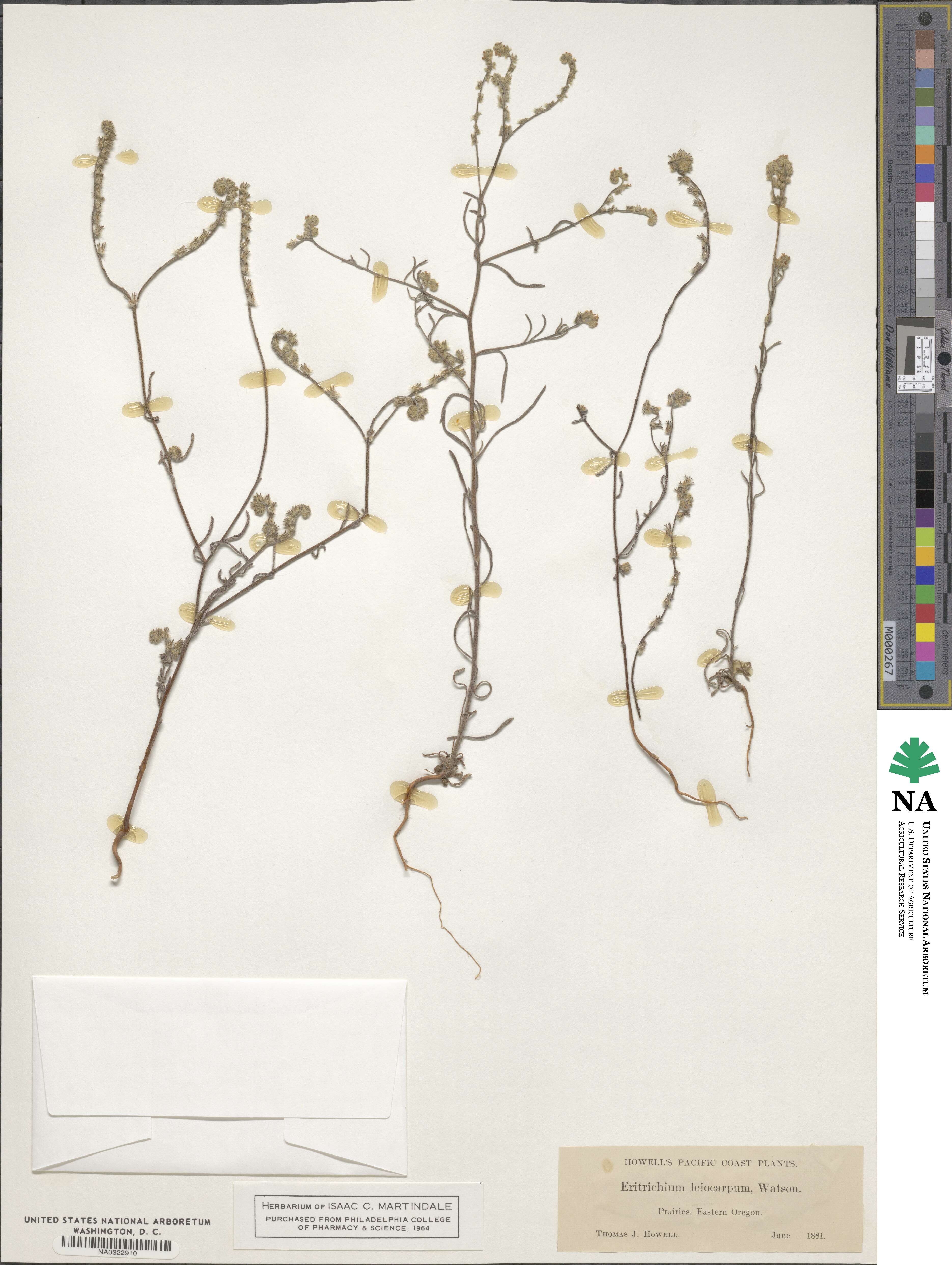 Cryptantha torreyana image