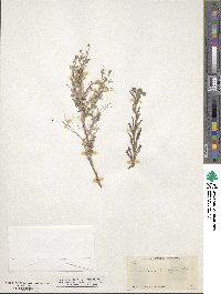 Cryptantha torreyana image