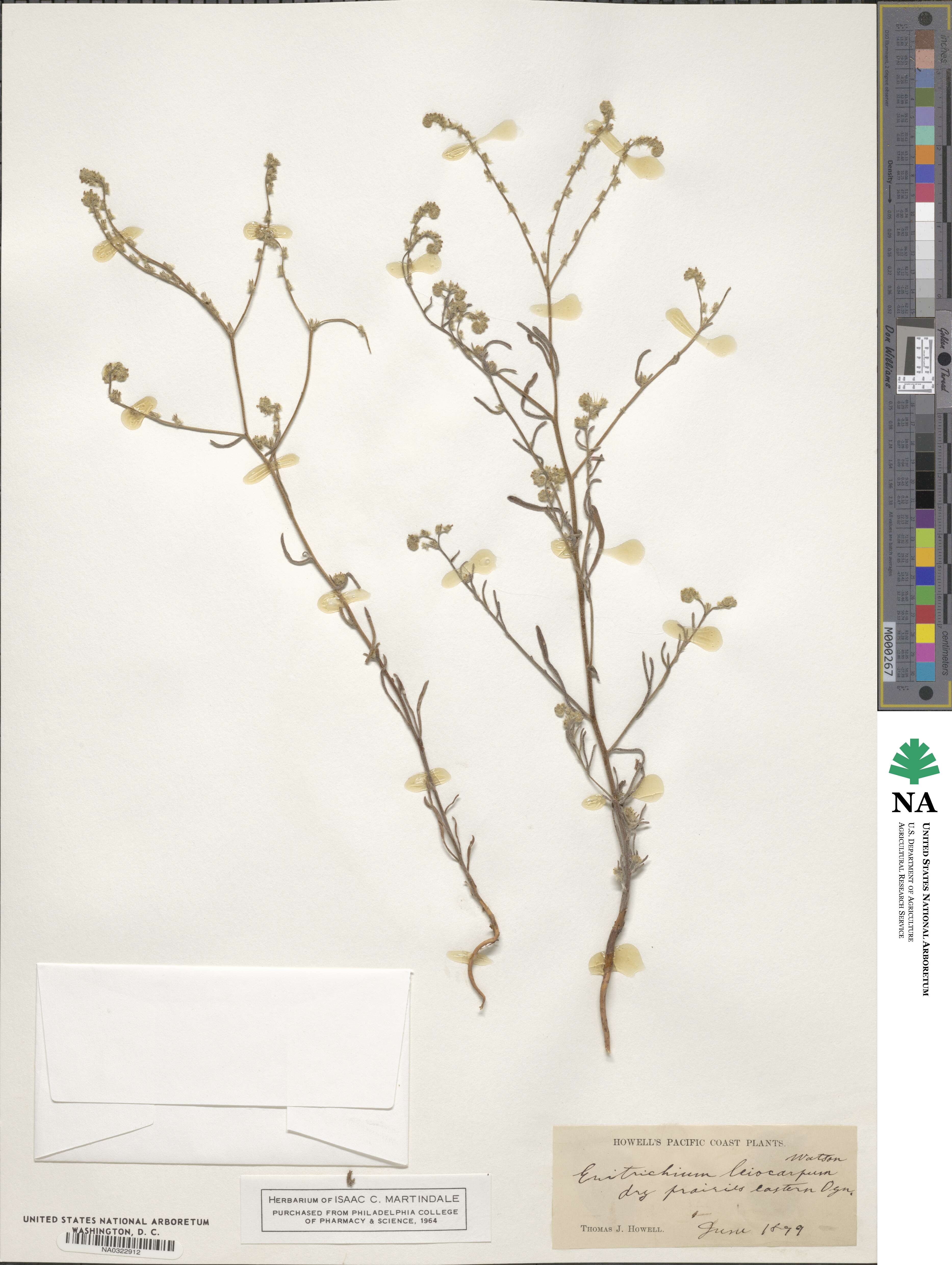 Cryptantha torreyana image