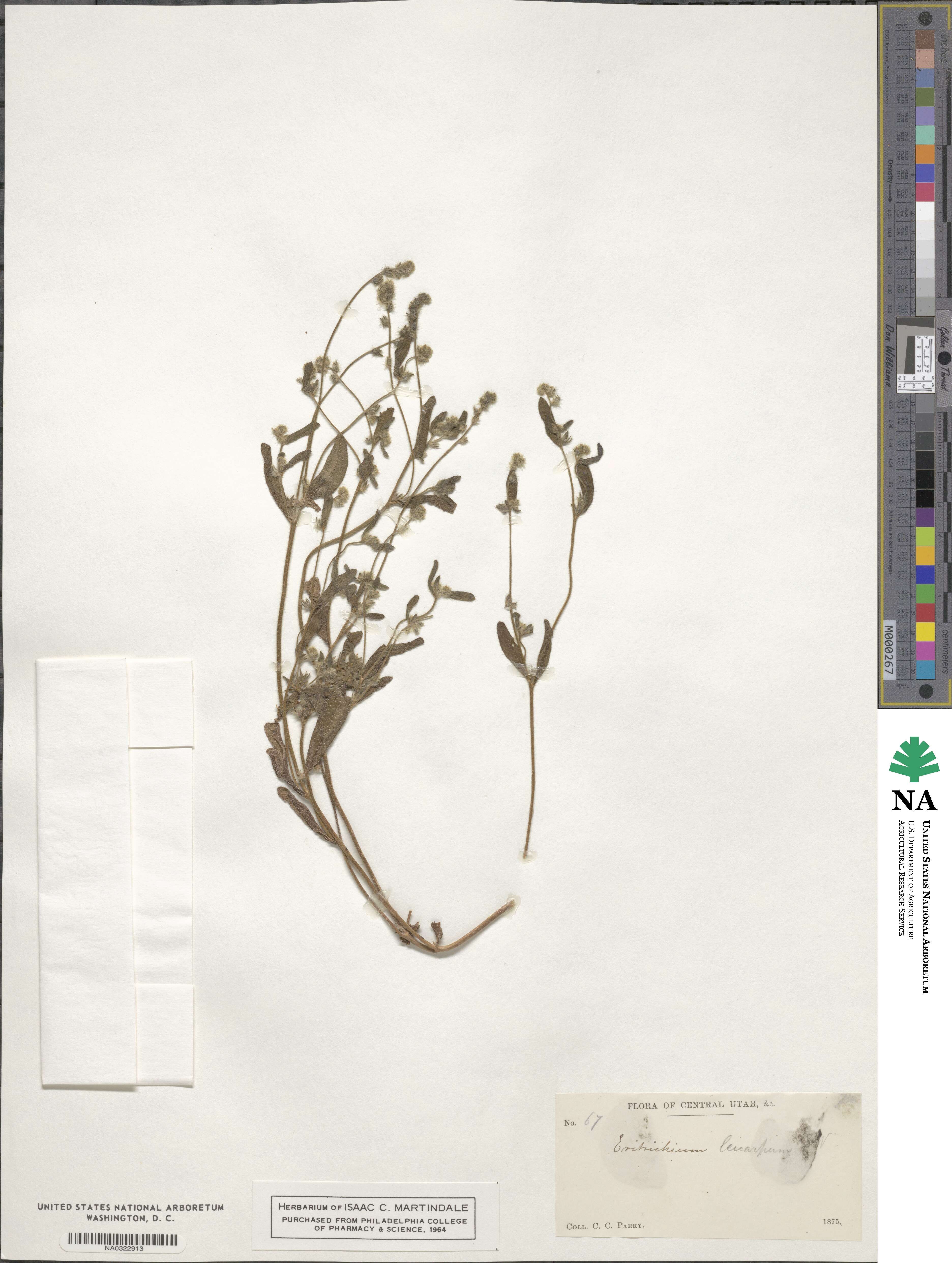 Cryptantha torreyana image