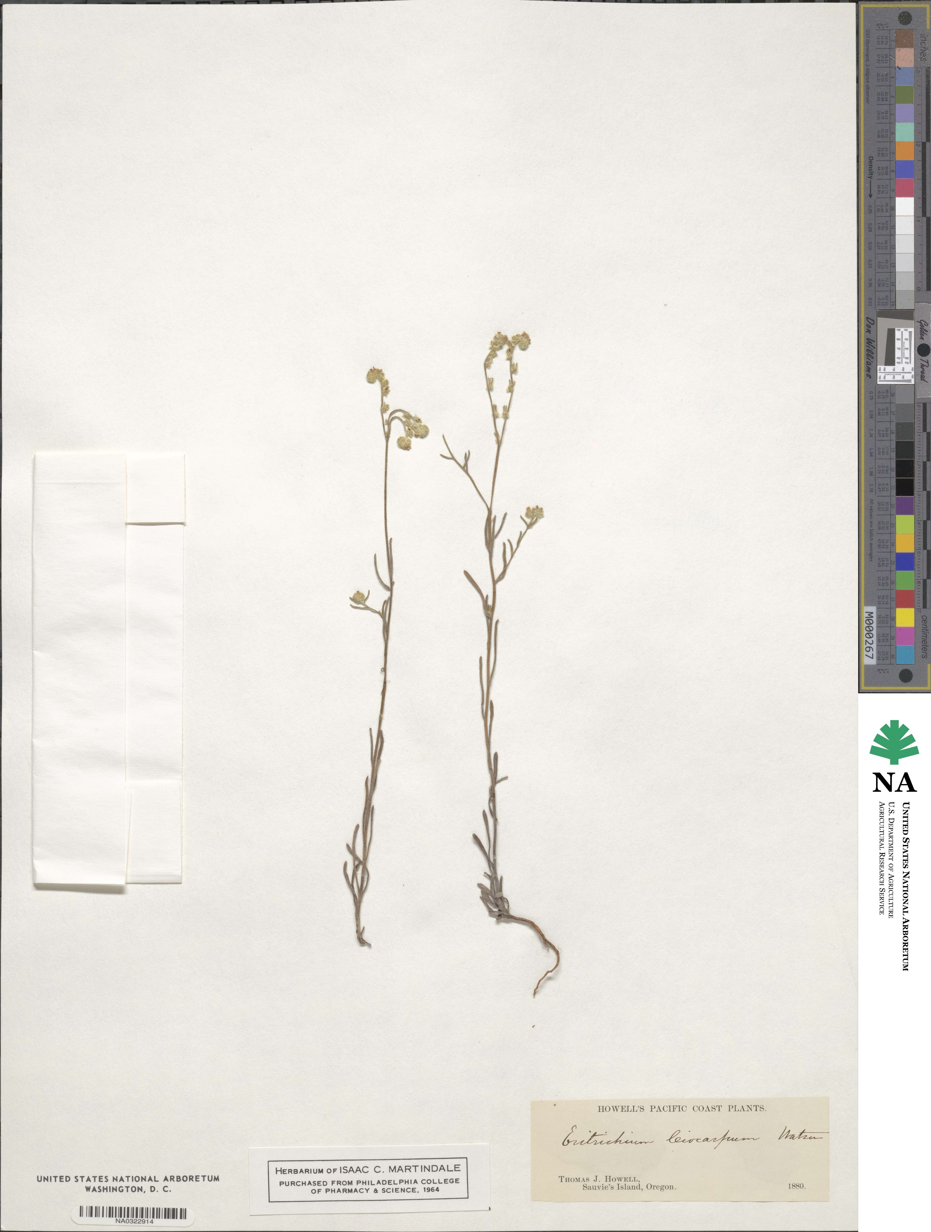 Cryptantha torreyana image