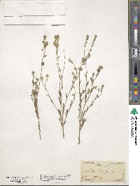 Cryptantha torreyana image