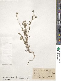 Cryptantha torreyana image