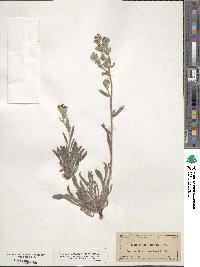 Oreocarya suffruticosa image