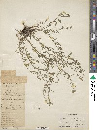 Image of Eritrichium rupestre